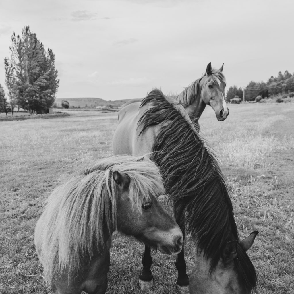 Black and white documentary photography of a horse in a rural landscape.