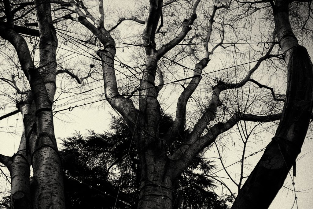 Black and white photography of a tree in front of the Prado Museum, Madrid