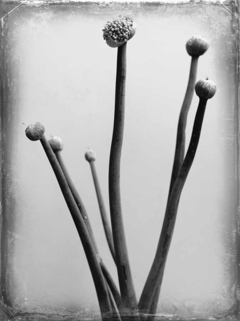 Minimalist botanical photography featuring dried flower stems.