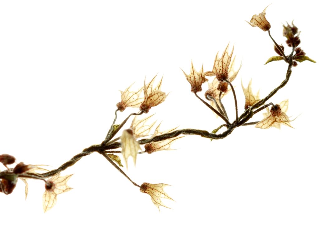 Minimalist botanical photography featuring flowering branches