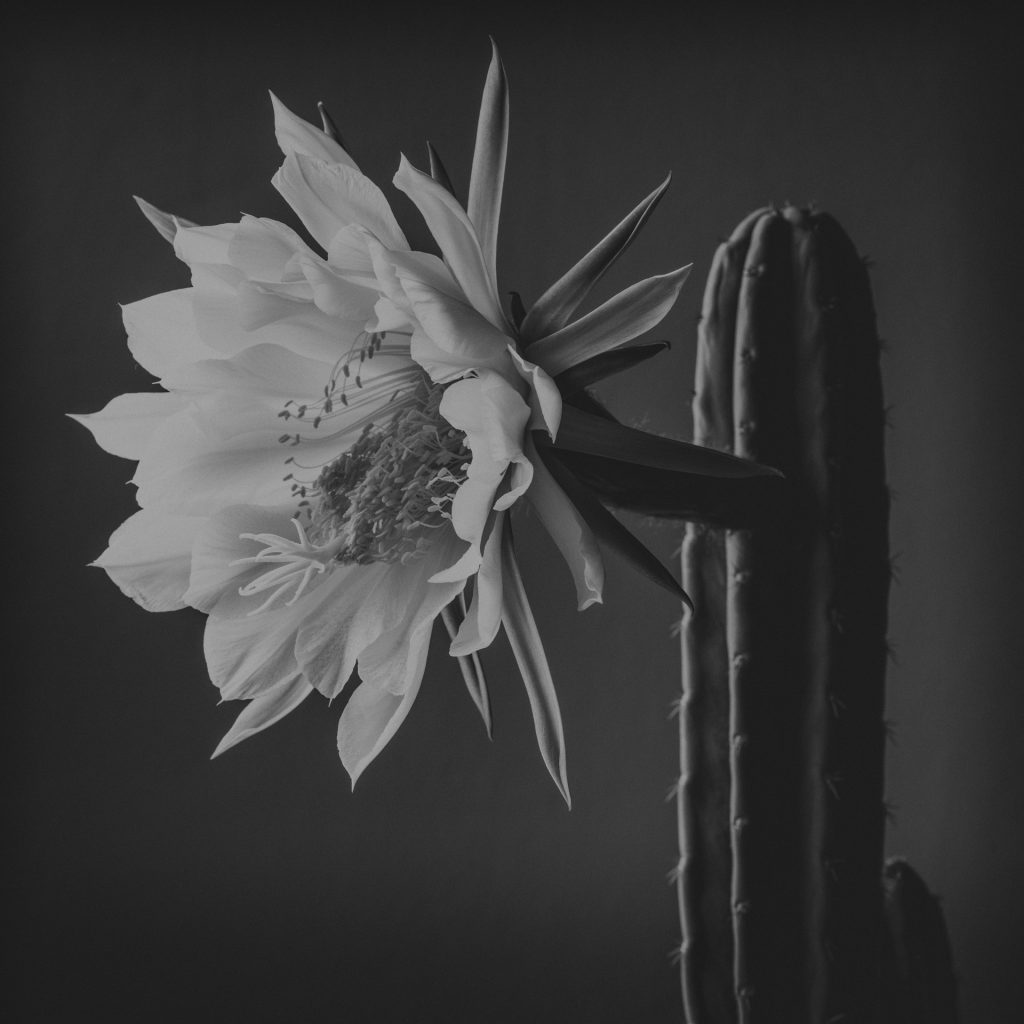 Botanical photography of Echinopsis pachanoi flower