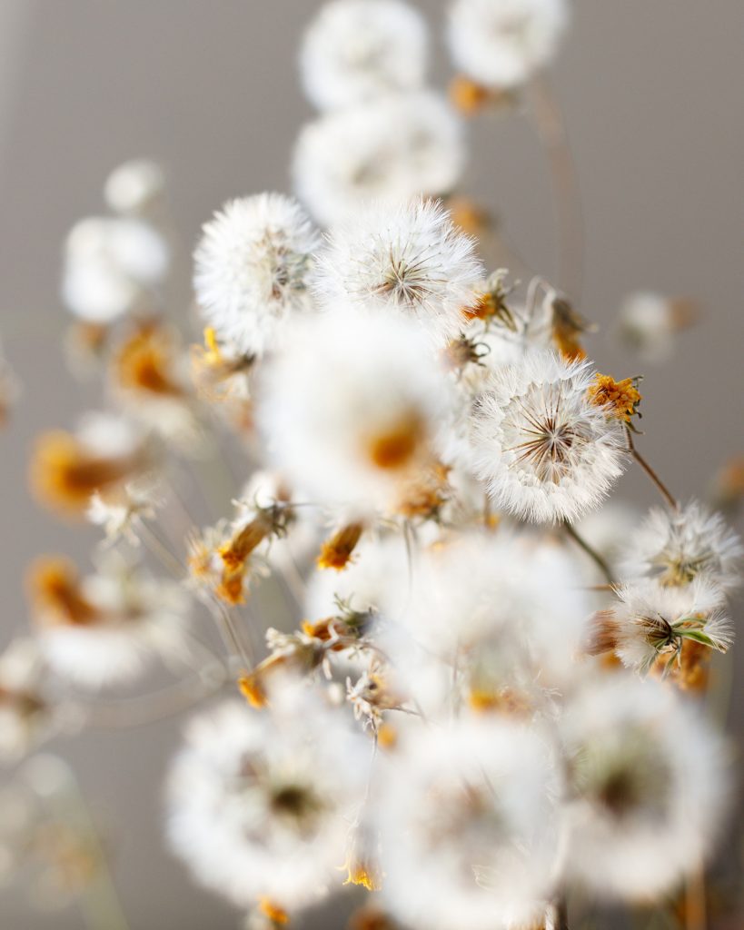Botanical still life photography featuring cotton flowers against a neutral background.