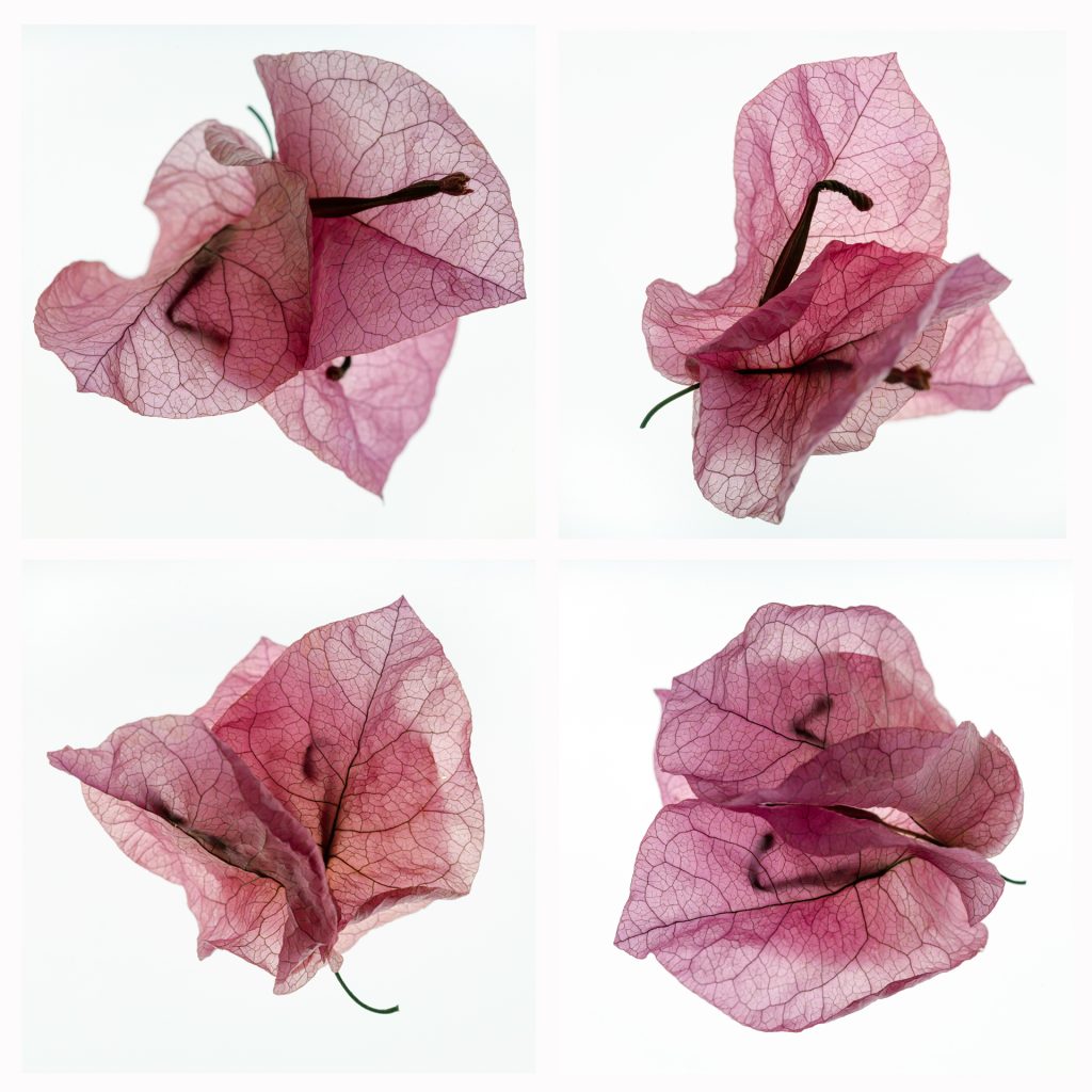Botanical still life photography featuring pink flower petals