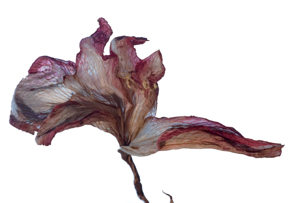 Botanical still life photography featuring a dried flower specimen
